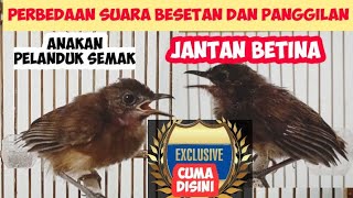 PERBEDAAN SUARA ANAKAN PELANDUK SEMAK JANTAN DAN BETINA EXLUSIVE BURUNG MASTERAN FAVORIT