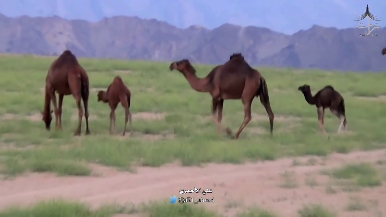 حط فوق القدم حجلينا أروع وأجمل عزاوي تسمعه 🪕🎼🎧🌹