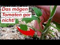 Diese 9 fehler unbedingt vermeiden das mgen tomaten gar nicht