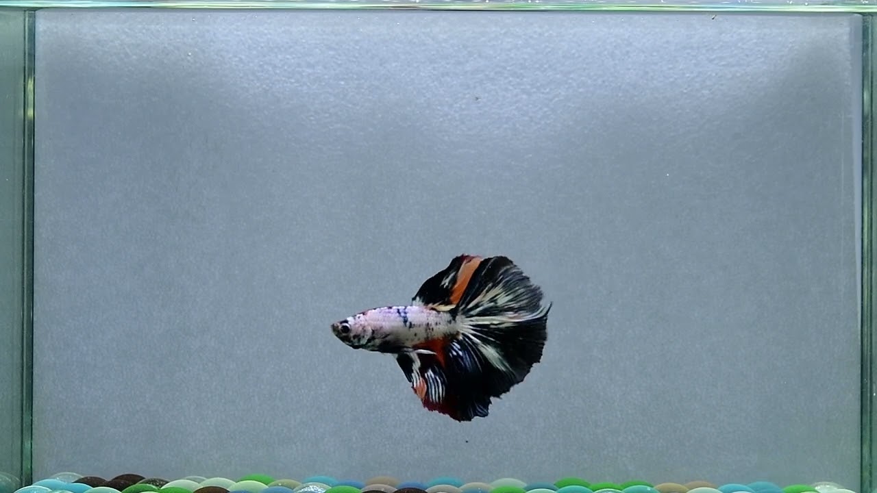 NV75 Male Fancy Nemo Blue Candy HM Premium Grade from Thailand