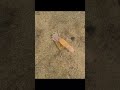 This Creature Looks So Weird 😂🦞