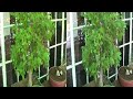 Stereo3D_footage clip3 - bonsai, trampoline, dog