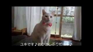 おふろいやにゃーのその後♪ by Cooking Cat Lykke 52,472 views 9 years ago 45 seconds