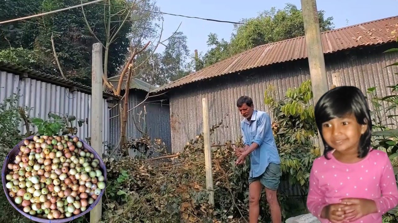 হটাৎ করে বাবার কি হলো আমাদের বড়ই সহ গাছটা কেটে ফেললো কেনো।Village life/Village Vloger Nopur.