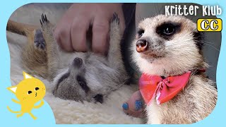 Random Meerkat Acts As If He’s In This Family (Part 1) l Kritter Klub