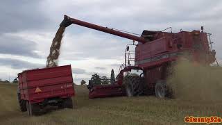 4K| CASE IH Axial-Flow 2388 Combine Harvesting Wheat 2017