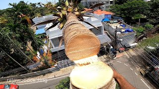 🏝Amazing Coconut Tree Cutting / Simple way Tree Felling with a Chainsaw / #rajawoodcutting