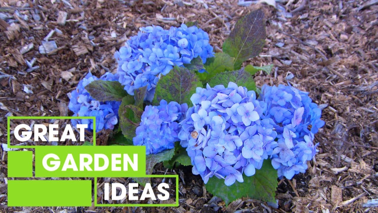 How To Care For Hydrangeas | Garden | Great Home Ideas