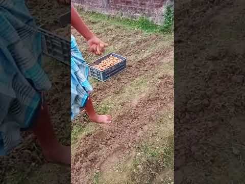 Potato Farming Reels Shorts Reelsvideo Shortvideo Youtubeshorts Shortsfeed Feed Views Flash