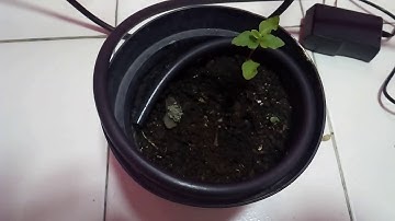 Prueba proyecto sistema de riego automatizado por goteo con Arduino