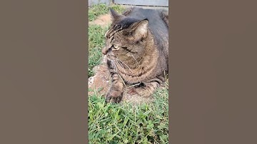 HAP Or Angry? Covu ,U Sav Me!