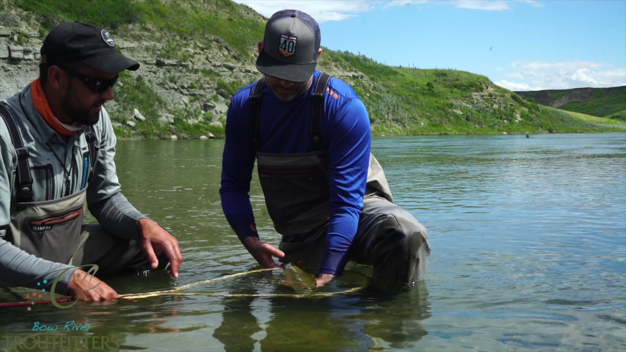 Dry Fly Rainbow Trout YouTube