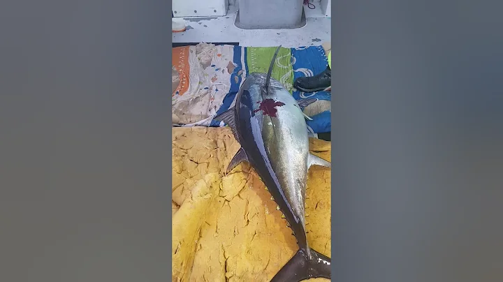 How to bleed a tuna.