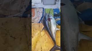 How to bleed a tuna.