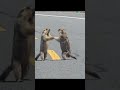 Knight Liner - Extremer Road Rage