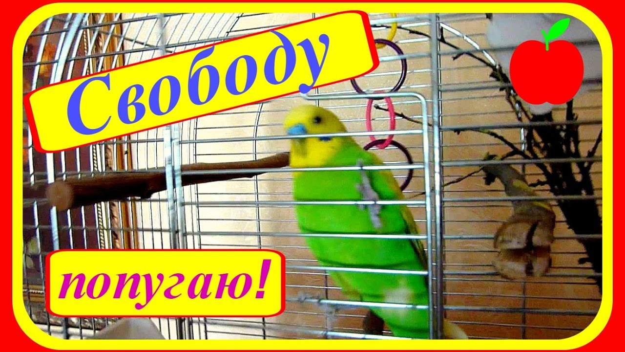 Свободу попугаям картинки прикольные