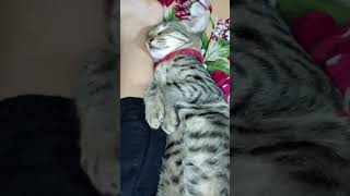 goya sleep peacefully 🐱🐱