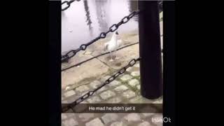 Seagull meme