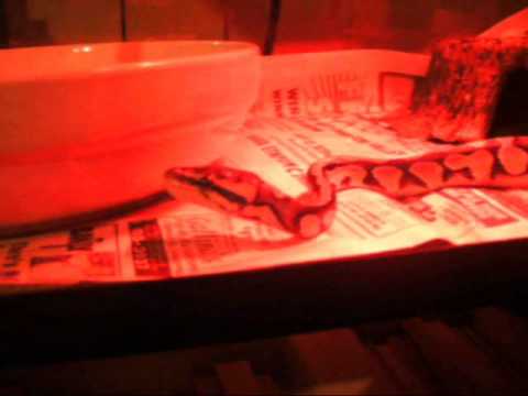 reptile care app Bea Update