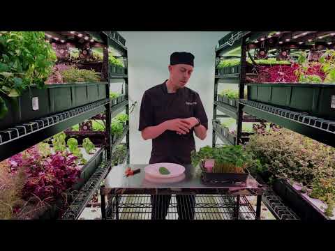 Video: Nasturtium: Teknologi Pertanian, Jenis Dan Varieti