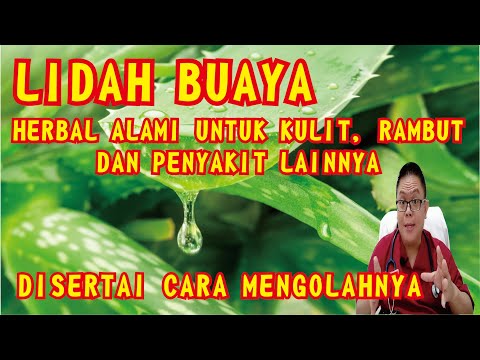 Lidah Buaya Untuk Kesehatan