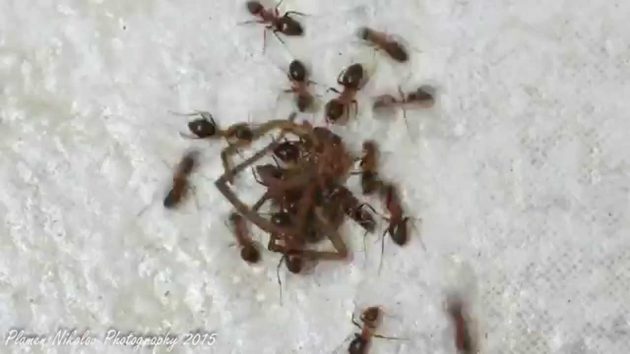 Time Lapse Ants Eating Dead Spider In 20 Min Youtube - spiders eat ants roblox