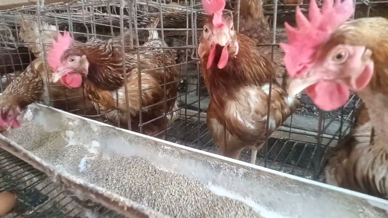 A smart chicken knows how to find a place to drink water  (Watch the video for entertainment)