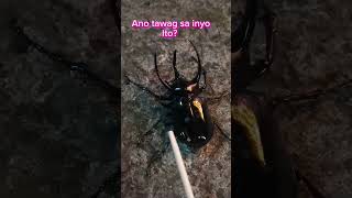 Malaking Salagubang? by HONEY IN PINAS 44 views 9 months ago 1 minute, 18 seconds