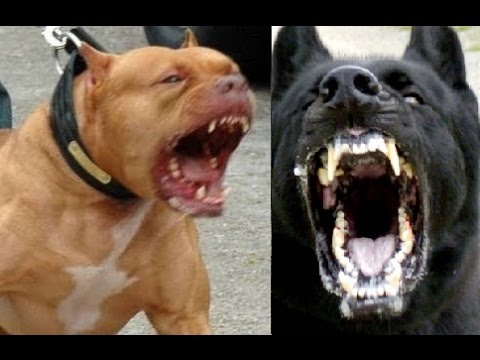 Pitbull Vs Cane Corso Youtube