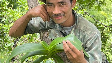 Đại trâu rừng buôn đôn mít xu khủng víp nhất.2023.20.10. Lan lá kẻ lh0387338255.0389094091