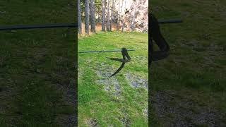 snake in askoy island /norway /أفعى في جزيرة اسكوي النروج