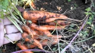 Harvesting An Unthinned Row Of Carrots 2014