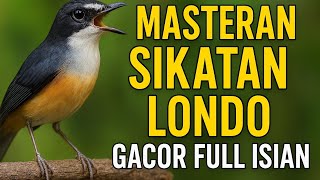 Masteran Sikatan Londo Gacor Full Isian Burung Hutan Bikin Ngeplong Cepat