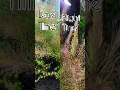 planted aquarium Day time 🆚 Night time || rotala wallichii