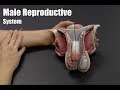 Male Reproductive System