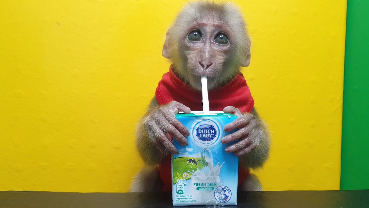 Baby monkey Mika drinks milk box so good