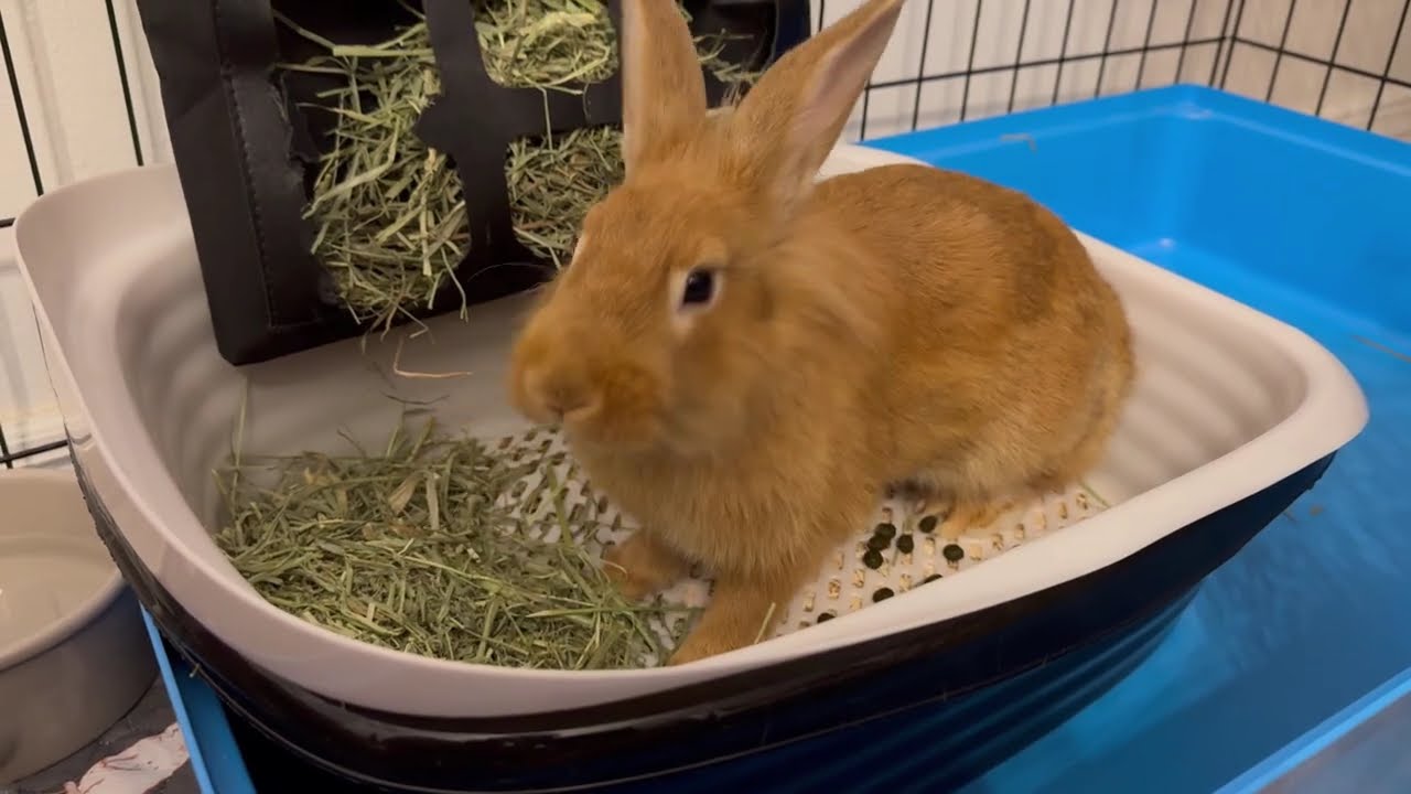 15+ Minutes of Daisy's cuteness 🤍🥰 Bunny
