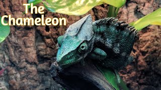 Fun Facts about The Chameleon