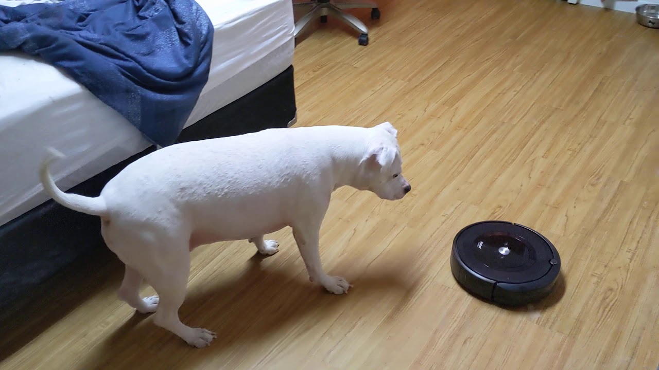 Dog hates the Roomba.