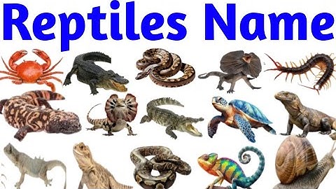 Reptiles Name | Reptiles Name in Hindi and English | Names of Reptiles #reptilesname #mathtabletv 
