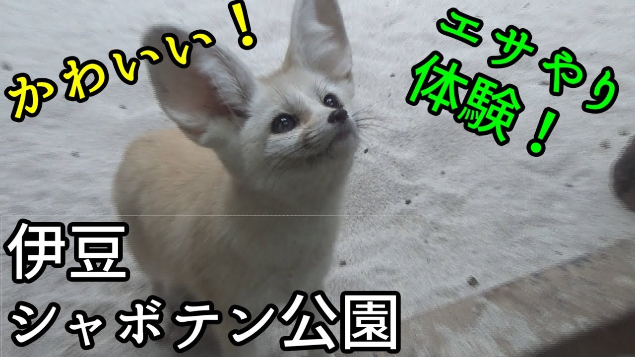 旅動画 伊豆シャボテン公園でかわいい動物のエサやり体験 Vlog Youtube