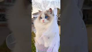 Beauty ❤                                     #shorts #neko #kucing #gatos #ragdoll