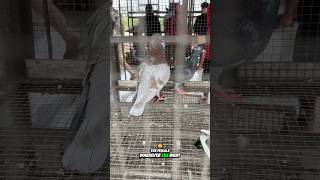 This male pigeon followed female pigeon wherever she went 😇 #pigeonlover