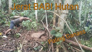 Pasang Jerat Babi Hutan di kebun Sawit