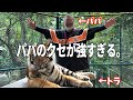 パパパンツがまじで天然すぎてヤバイ動画(副音声)