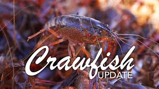 Crawfish Prices Update Crawfish Catch Update Prices