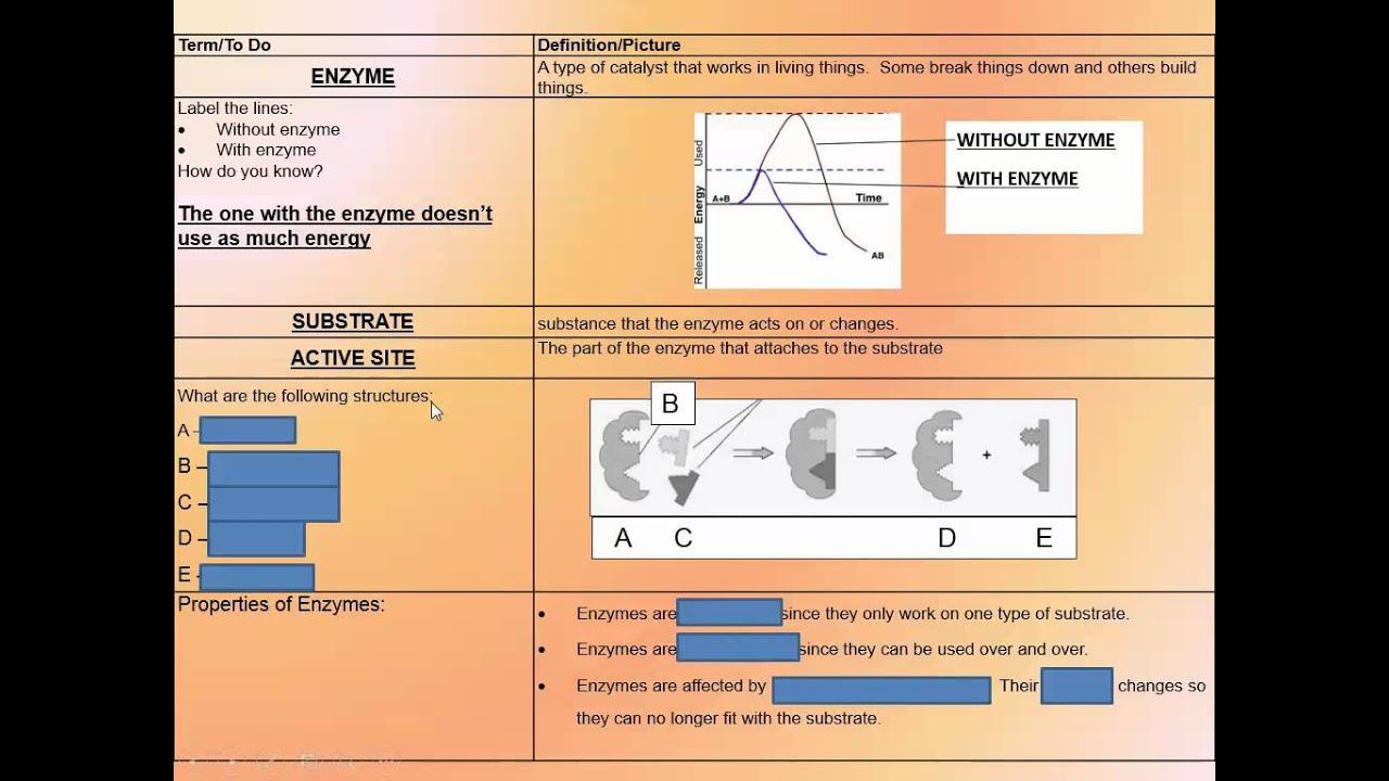 Enzymes - biology