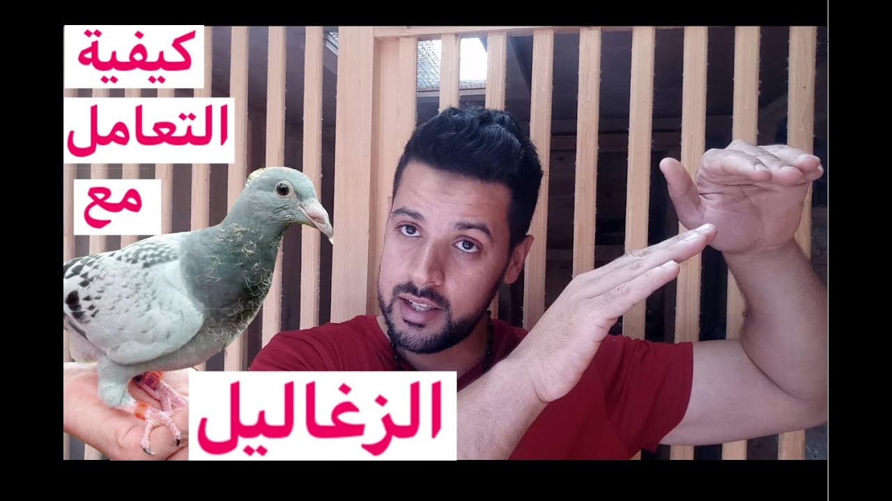 طريقة التعامل مع الزغاليل
