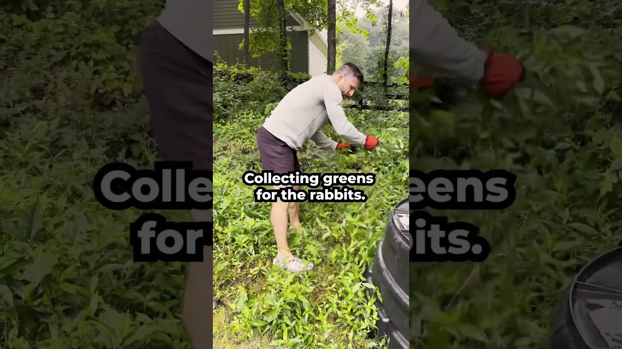 Homestead morning chores 