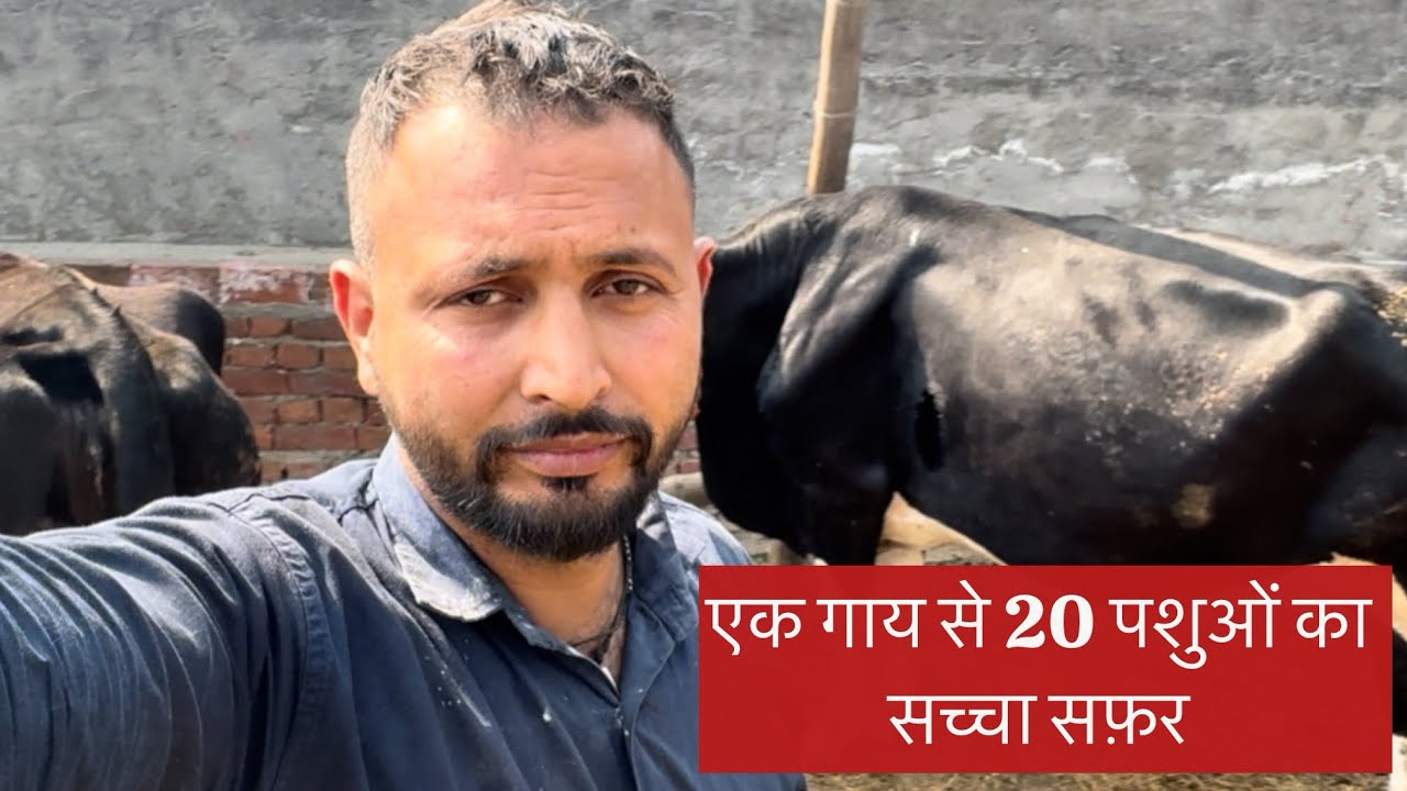 Ek gay se 20 pashu ka safar#subscribe #dairyfarm #cow 